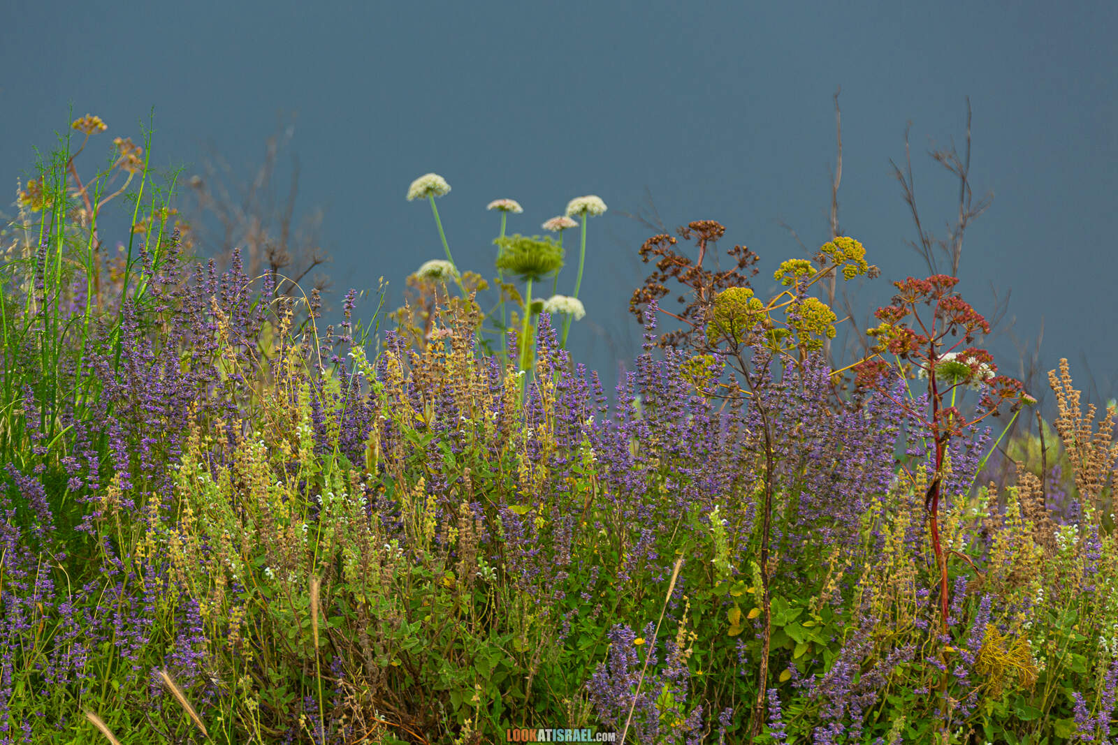 Первая вылазка на природу после месяца карантина. Тель Гезер | LookAtIsrael.com - Фото путешествия по Израилю