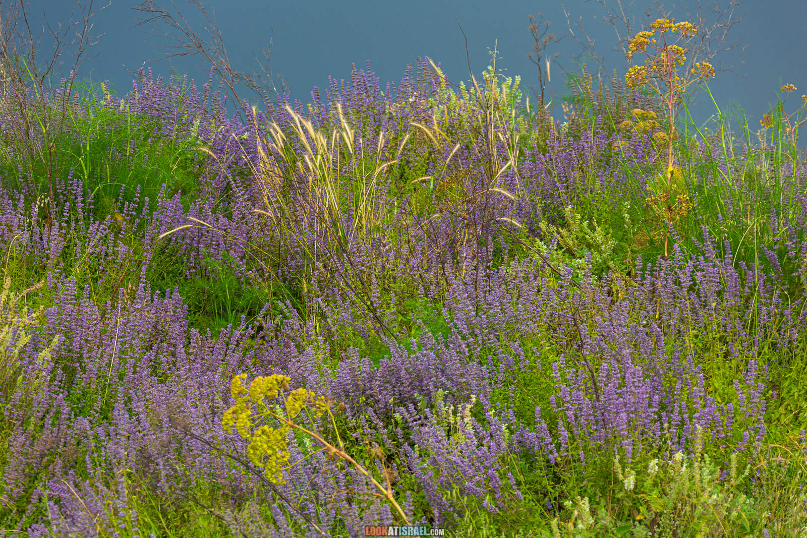 Первая вылазка на природу после месяца карантина. Тель Гезер | LookAtIsrael.com - Фото путешествия по Израилю