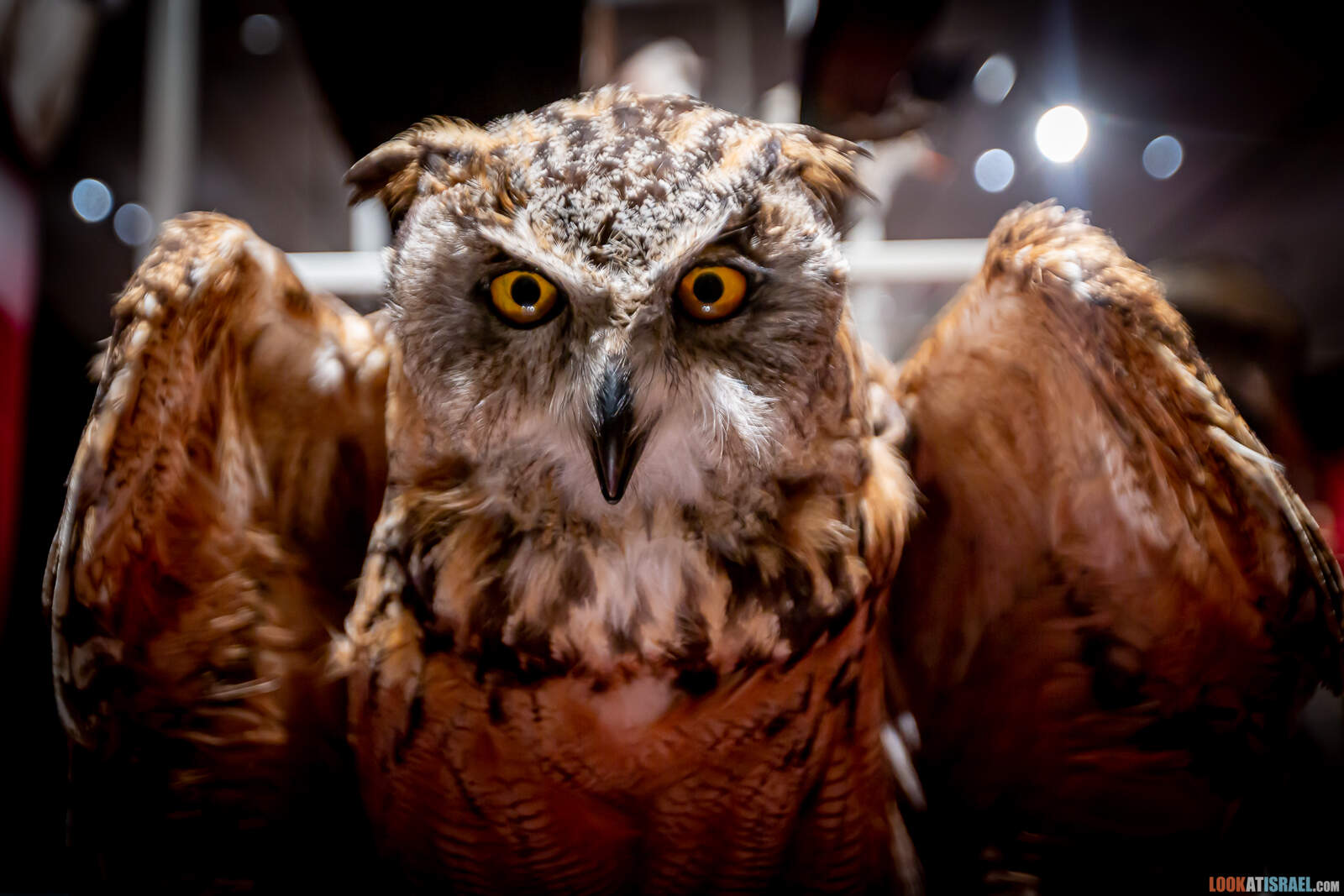 Тель Авив, музей естественной истории. Музей природы | Steinhardt museum of natural history in Tel Aviv | מוזאון הטבע בתל אביב | LookAtIsrael.com - Фото путешествия по Израилю