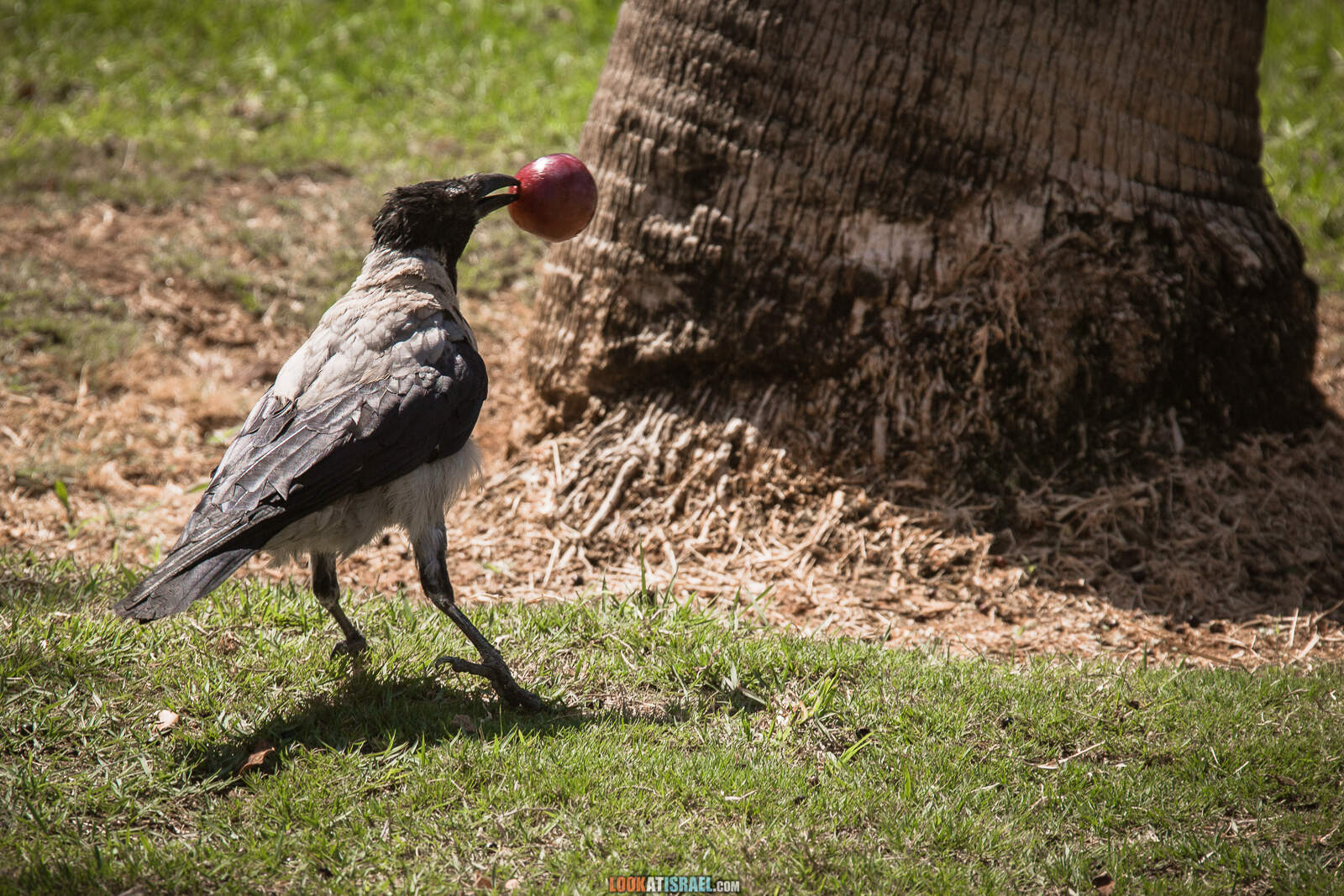 Тель-Авив, Сарона во время карантина