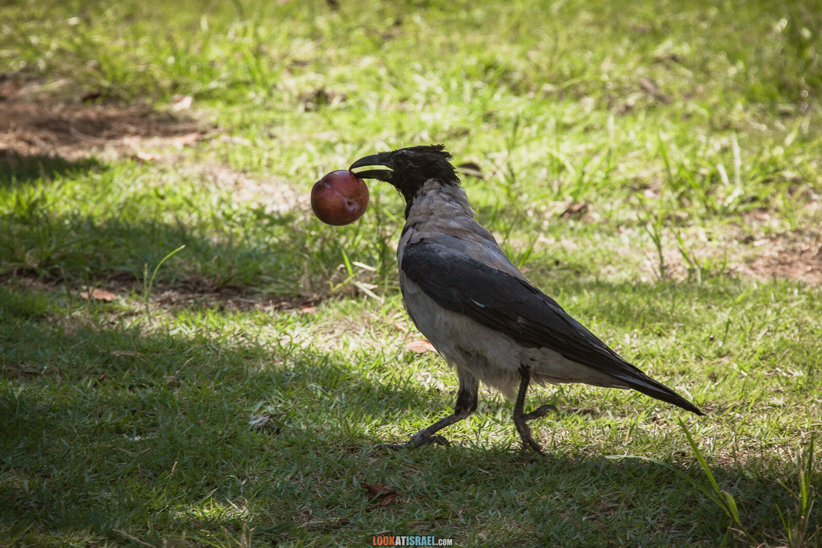 Тель-Авив, Сарона во время карантина