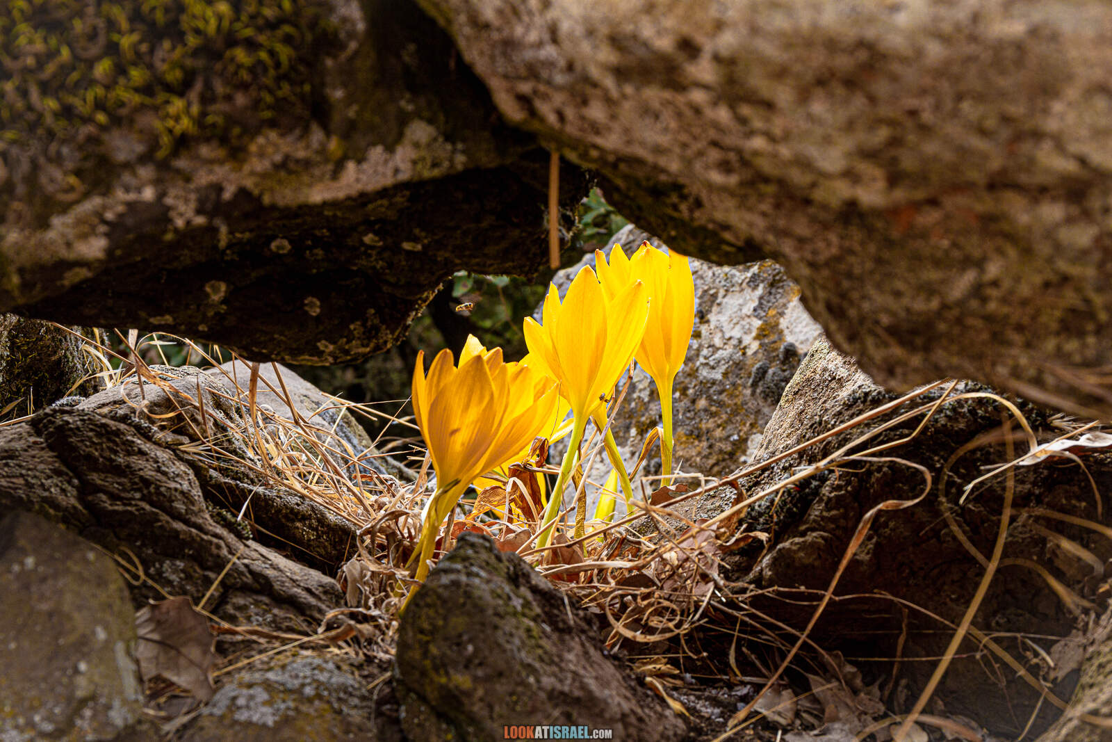 Голанские высоты