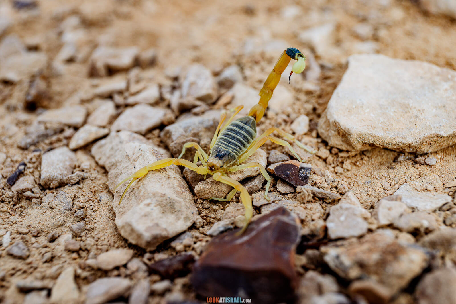 Скорпион на горе Карком