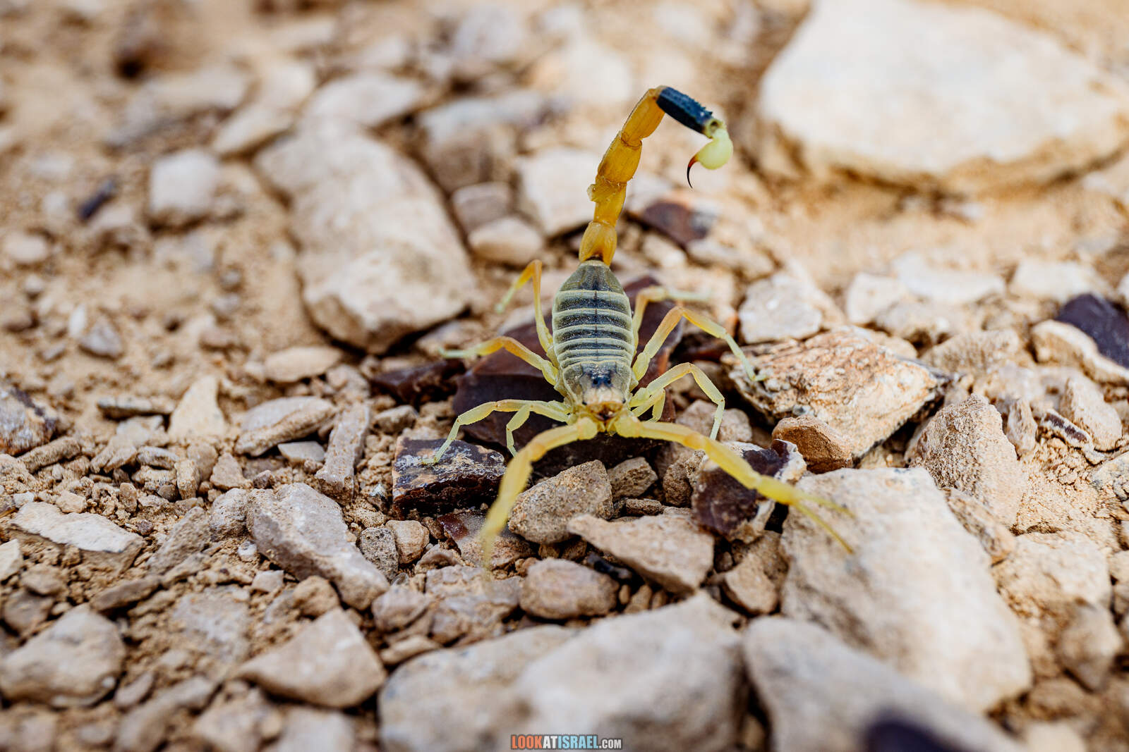 Скорпион на горе Карком