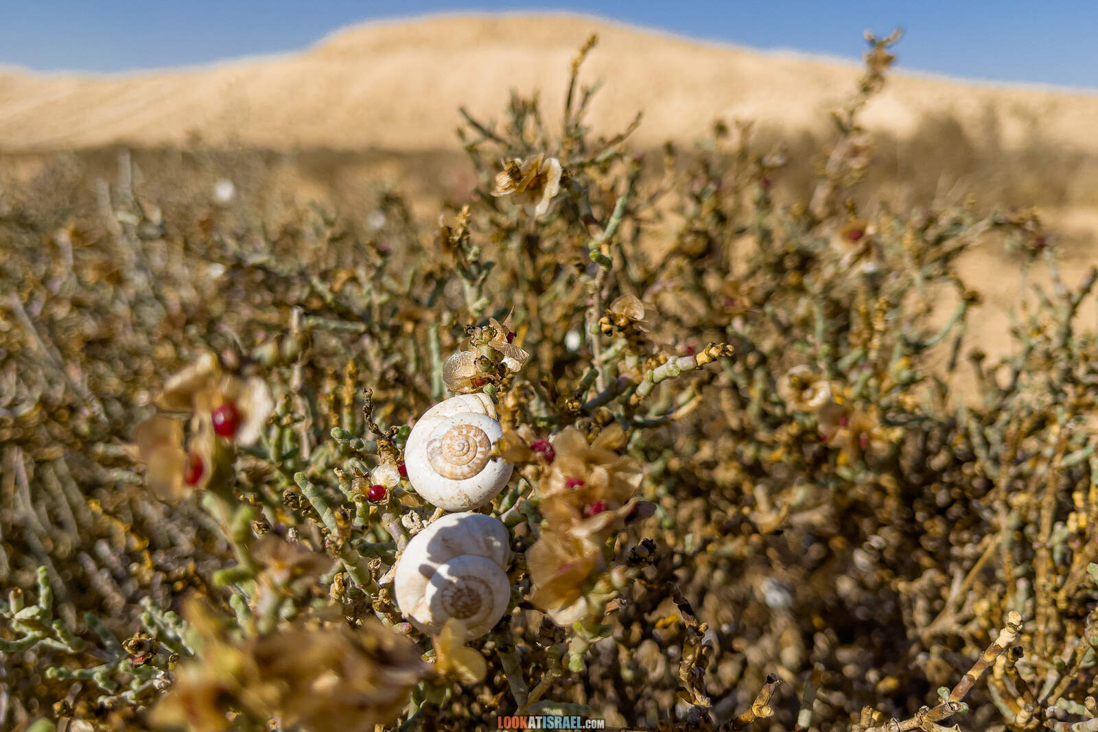 Большая дюна в нахаль лаван, каньон а-лес (лёсс) и пески Халуца, Агур | דיונה גדולה קניון הלס חולות חלוצה שונרה עגור