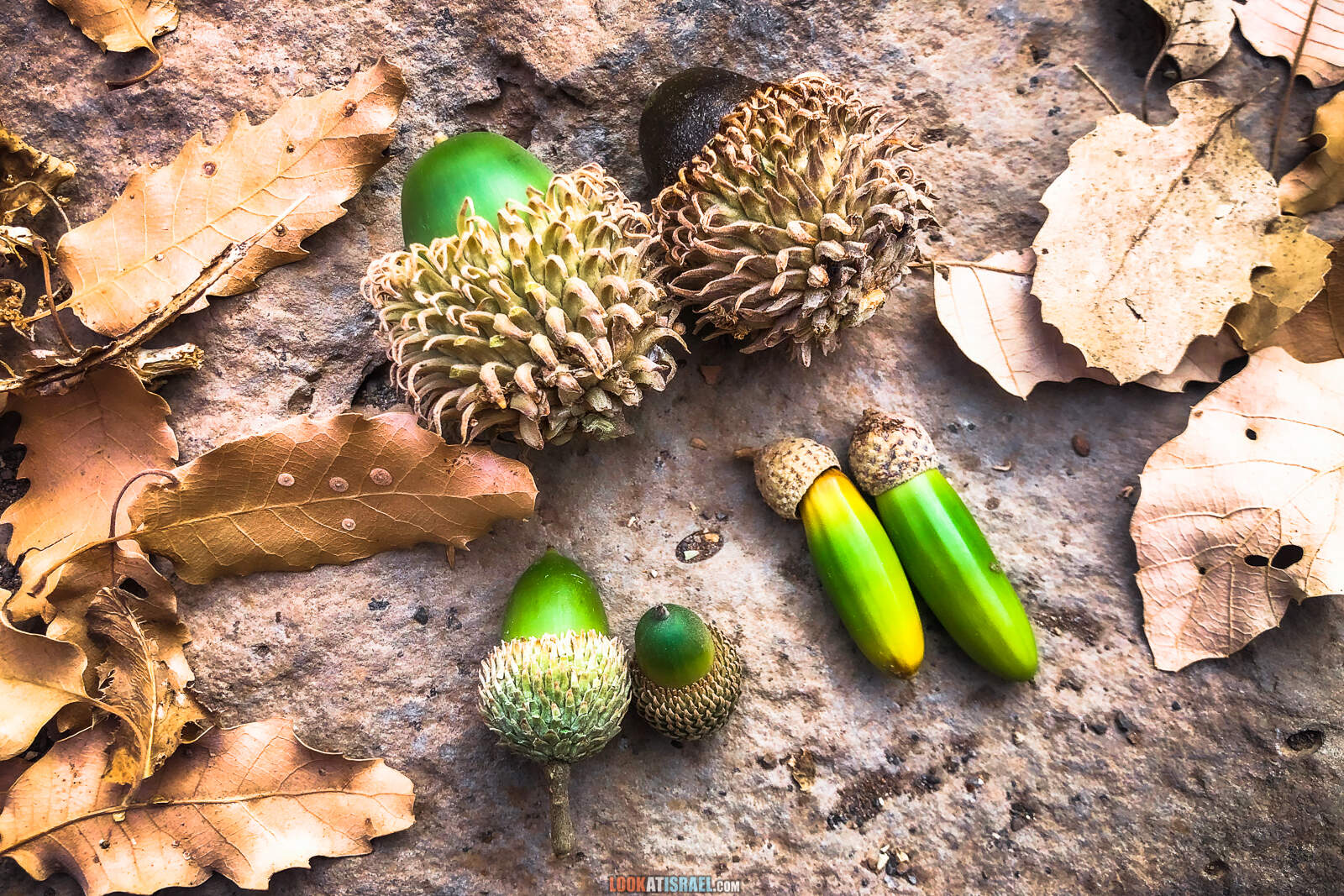 Желуди Голанских высот