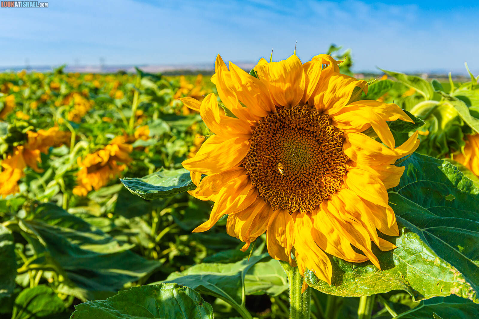 Подсолнухи в Иорданской долине