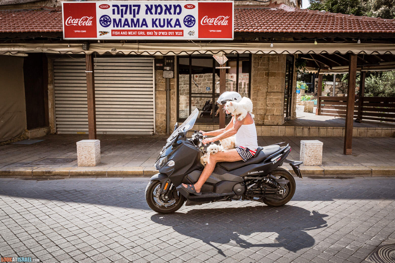 Три собаки и кошка на мотоцикле в Яффо