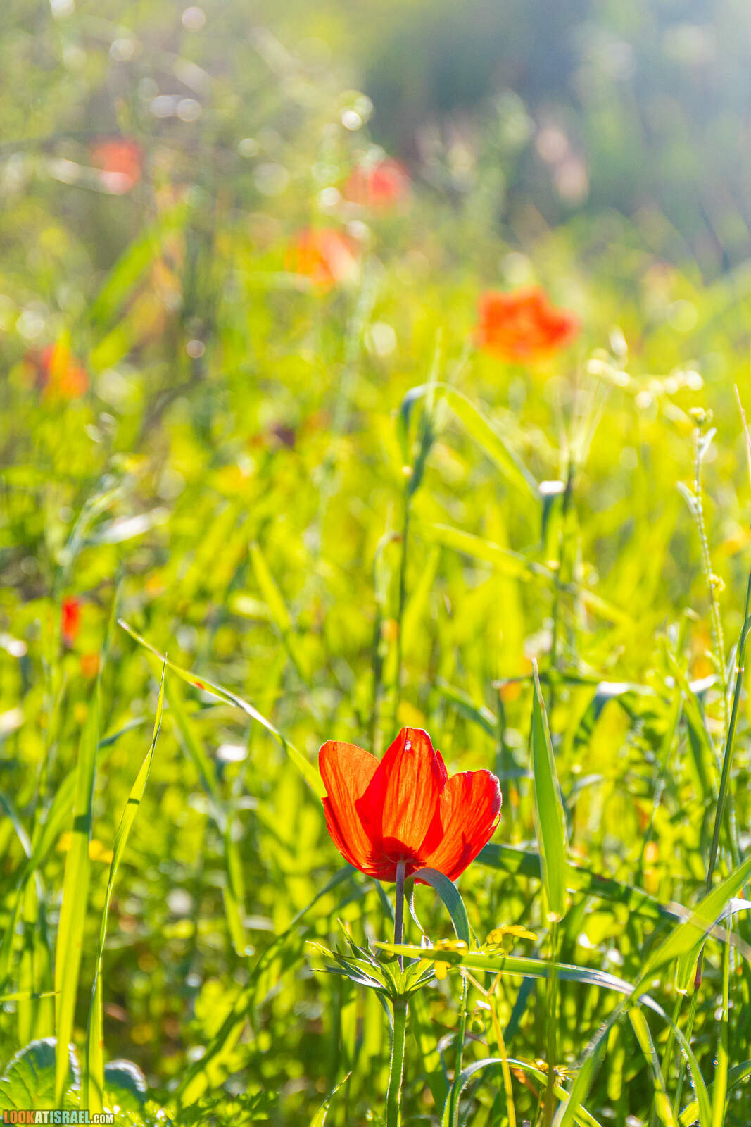 Цветение ирис аргаман в Нес Циона. В том числе и ирис альбинос (желтый ирис)