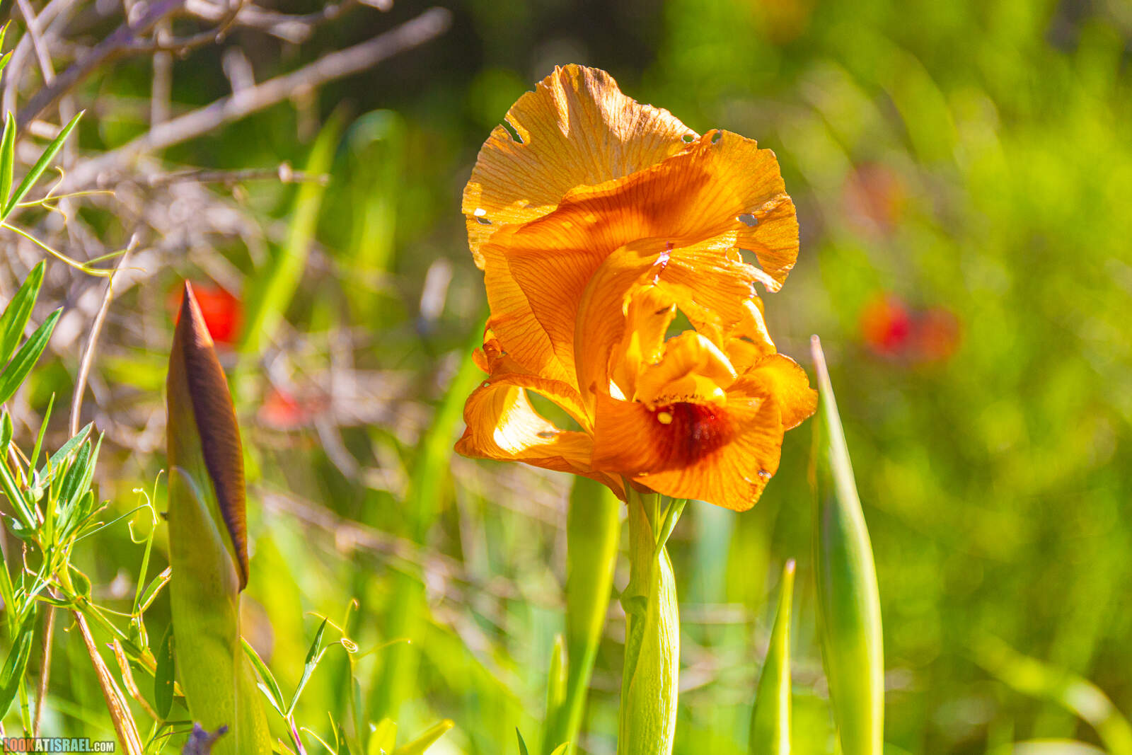 Цветение ирис аргаман в Нес Циона. В том числе и ирис альбинос (желтый ирис)