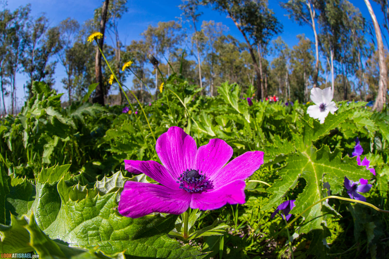 Цветение в лесу Меггидо