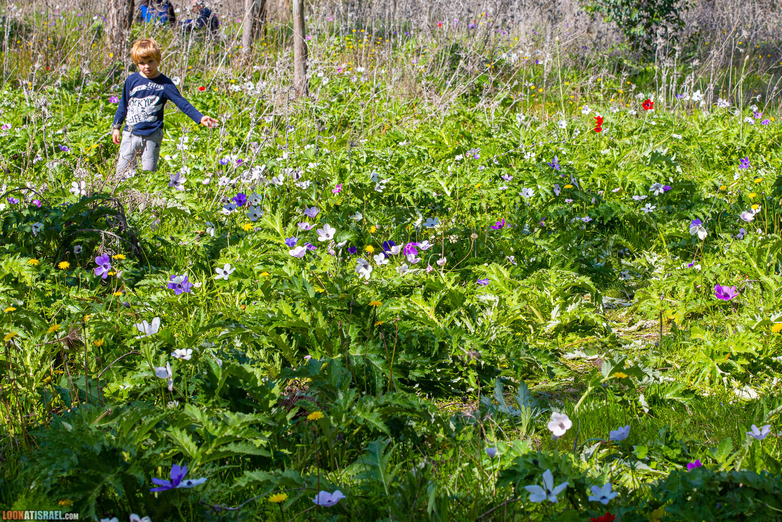 Цветение в лесу Меггидо