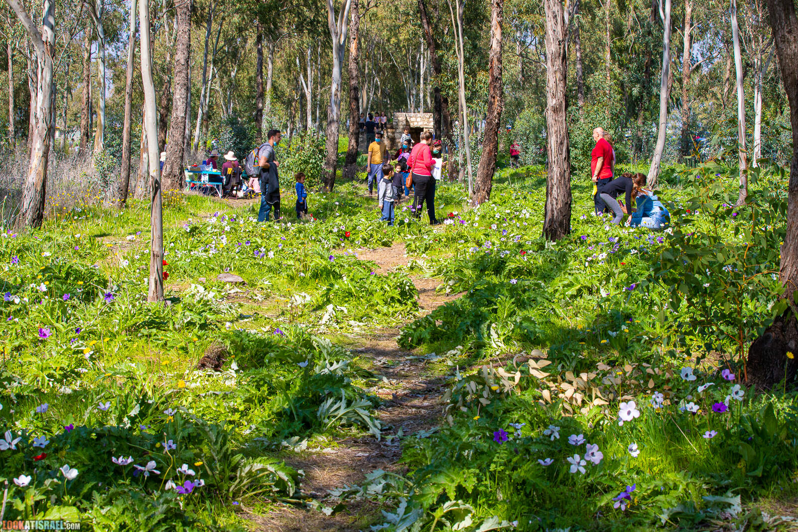 Цветение в лесу Меггидо