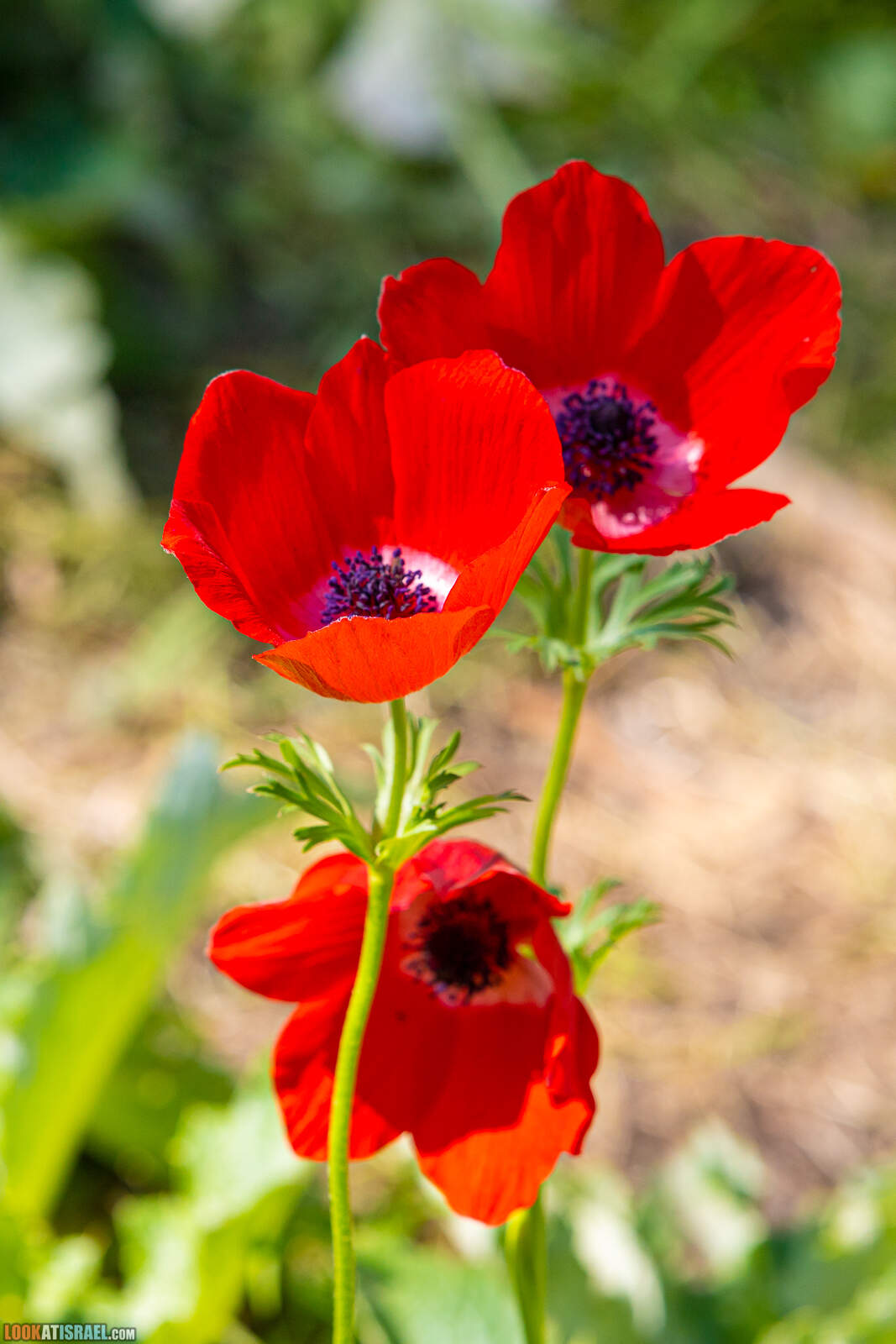 Цветение в лесу Меггидо