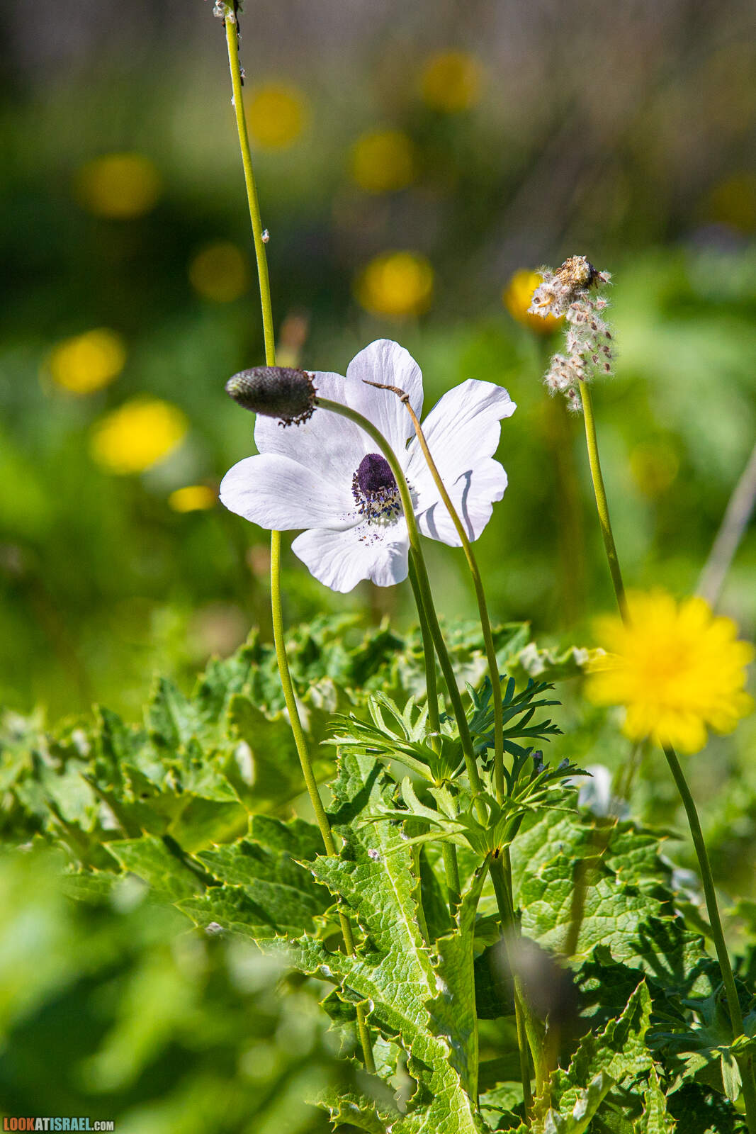 Цветение в лесу Меггидо