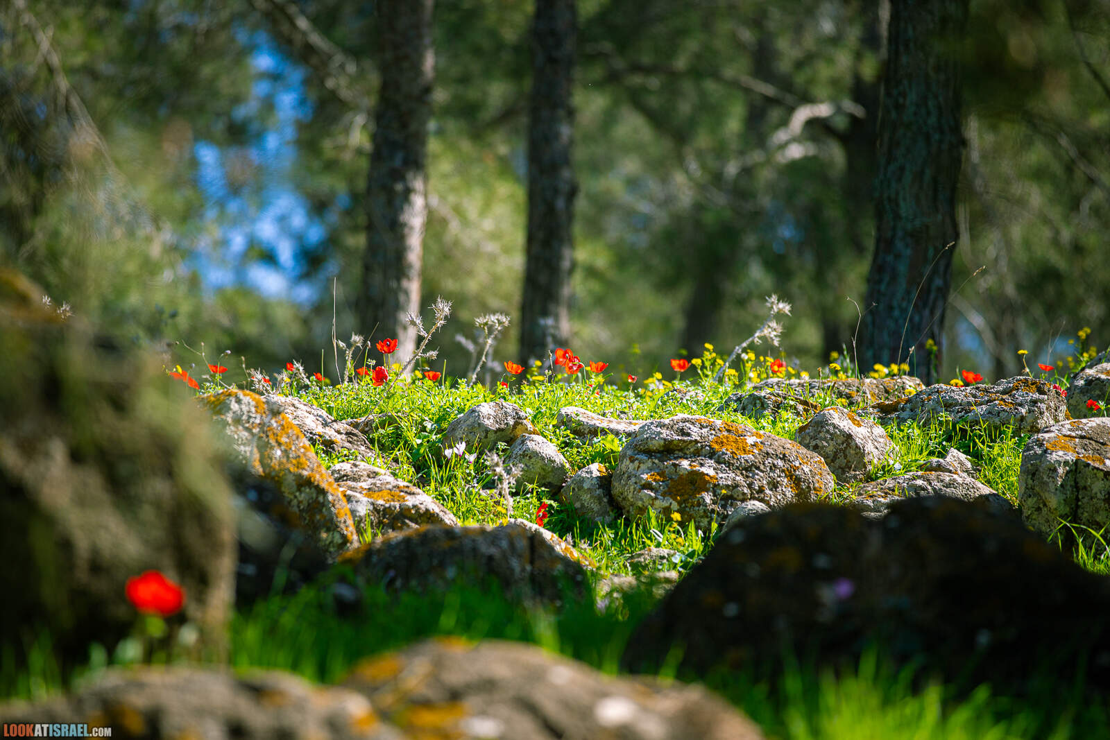 Зима на Гиват а-Море