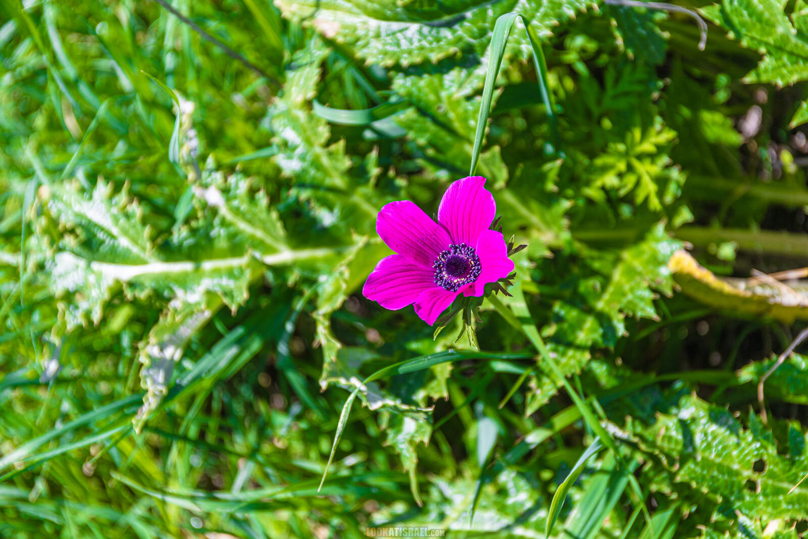 Ирис болотный на Голанских высотах (Iris grant-duffii)