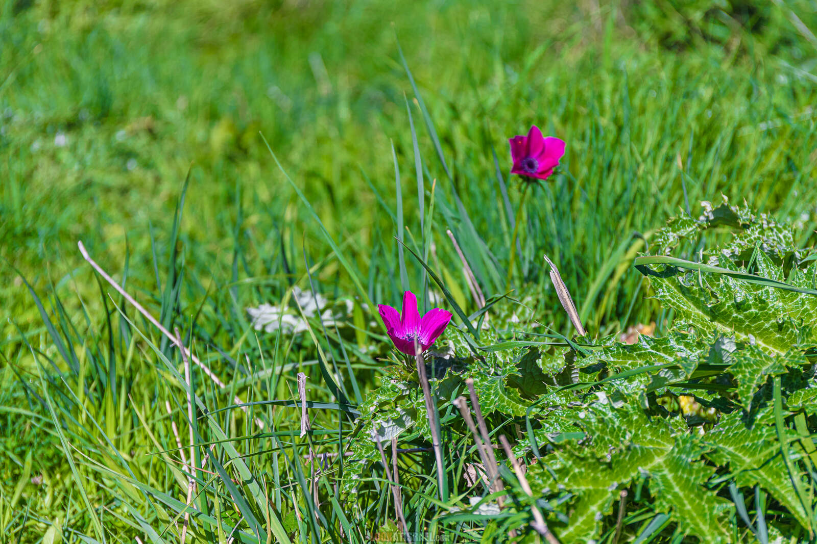 Ирис болотный на Голанских высотах (Iris grant-duffii)