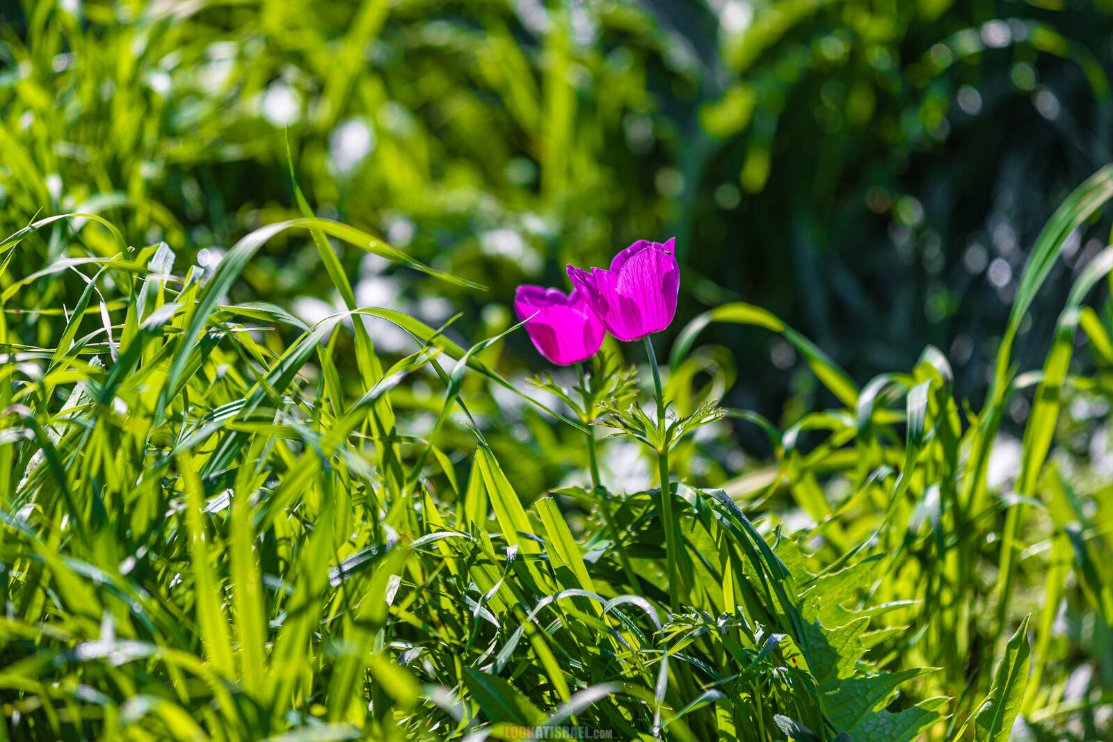 Ирис болотный на Голанских высотах (Iris grant-duffii)