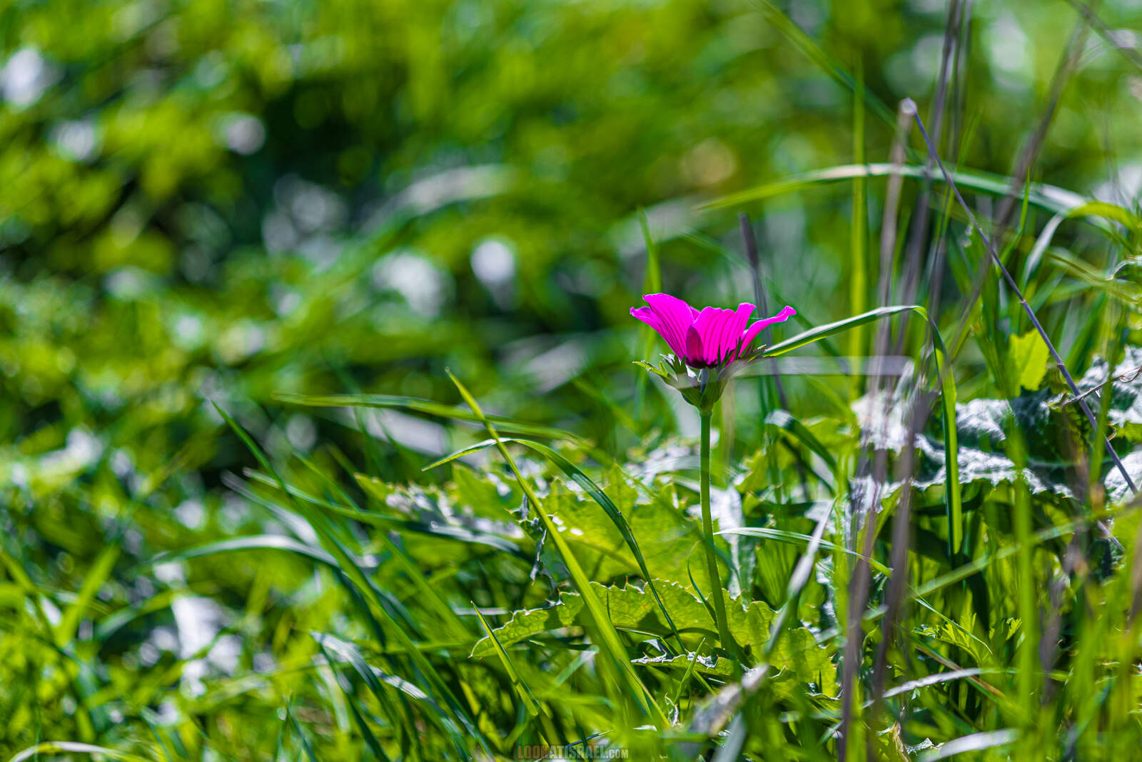 Ирис болотный на Голанских высотах (Iris grant-duffii)