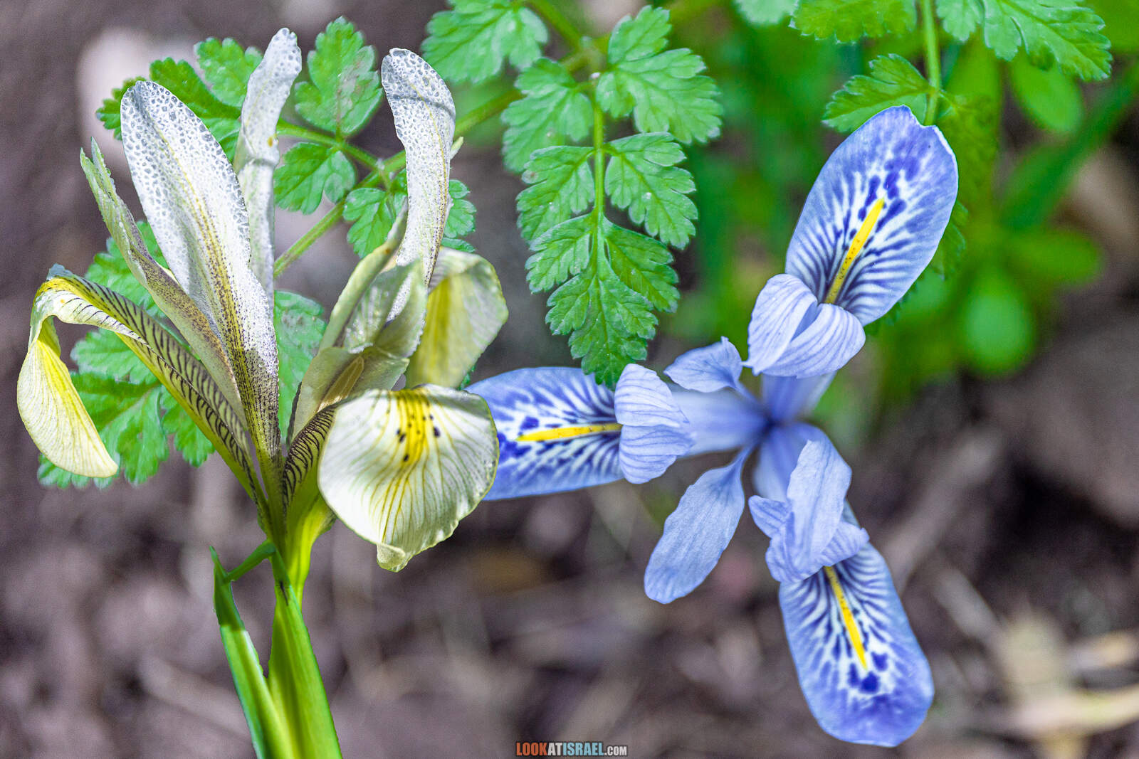 Ирис, Ирисы