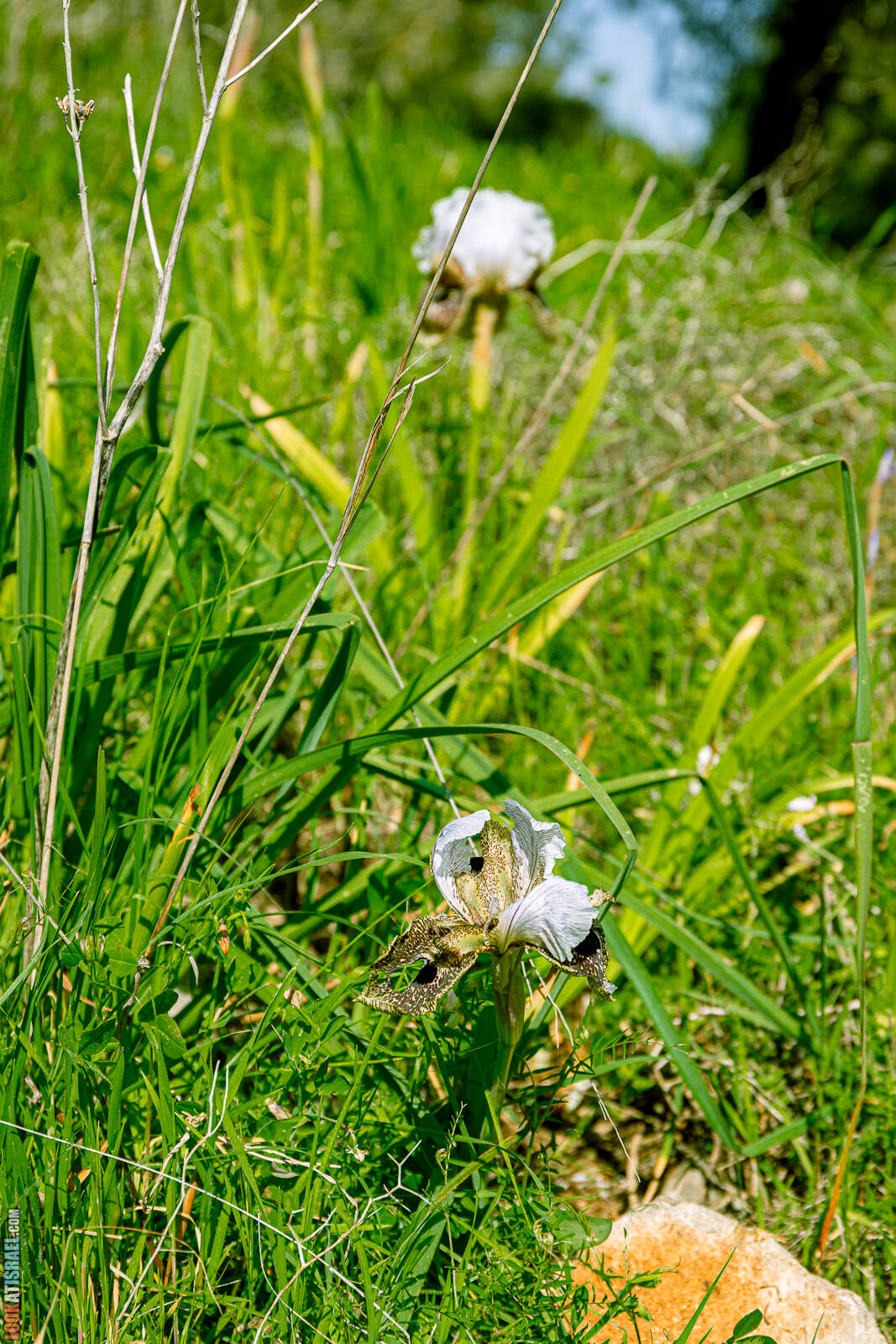 Ирис Назаретский (Iris Bismarkiana - אירוס נצרתי)