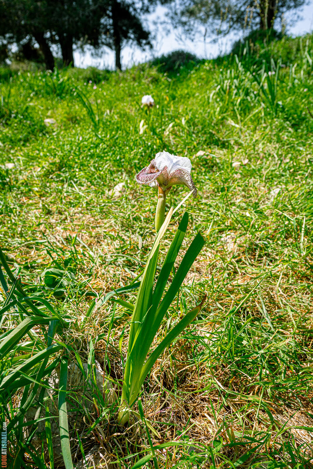 Ирис Назаретский (Iris Bismarkiana - אירוס נצרתי)