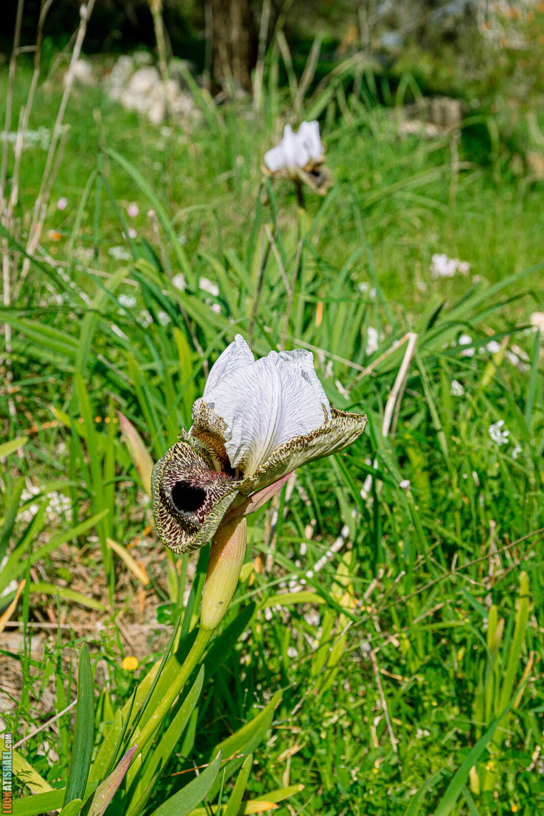 Ирис Назаретский (Iris Bismarkiana - אירוס נצרתי)