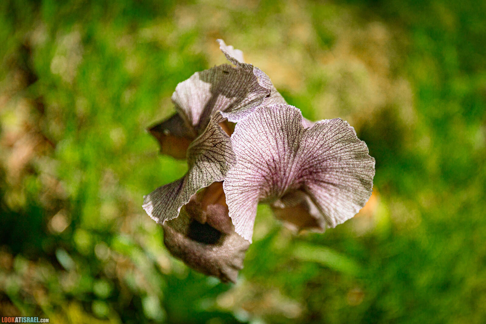 Ирис Гильбоа (ирисы Хайне - Iris haynei אירוס גילבוע)