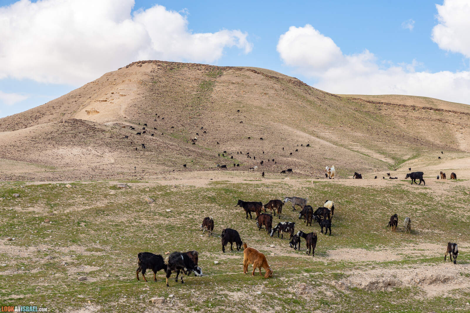 По Иудейской пустыне на внедорожнике - от Арада до Иерусалима | LookAtIsrael.com - Фото путешествия по Израилю