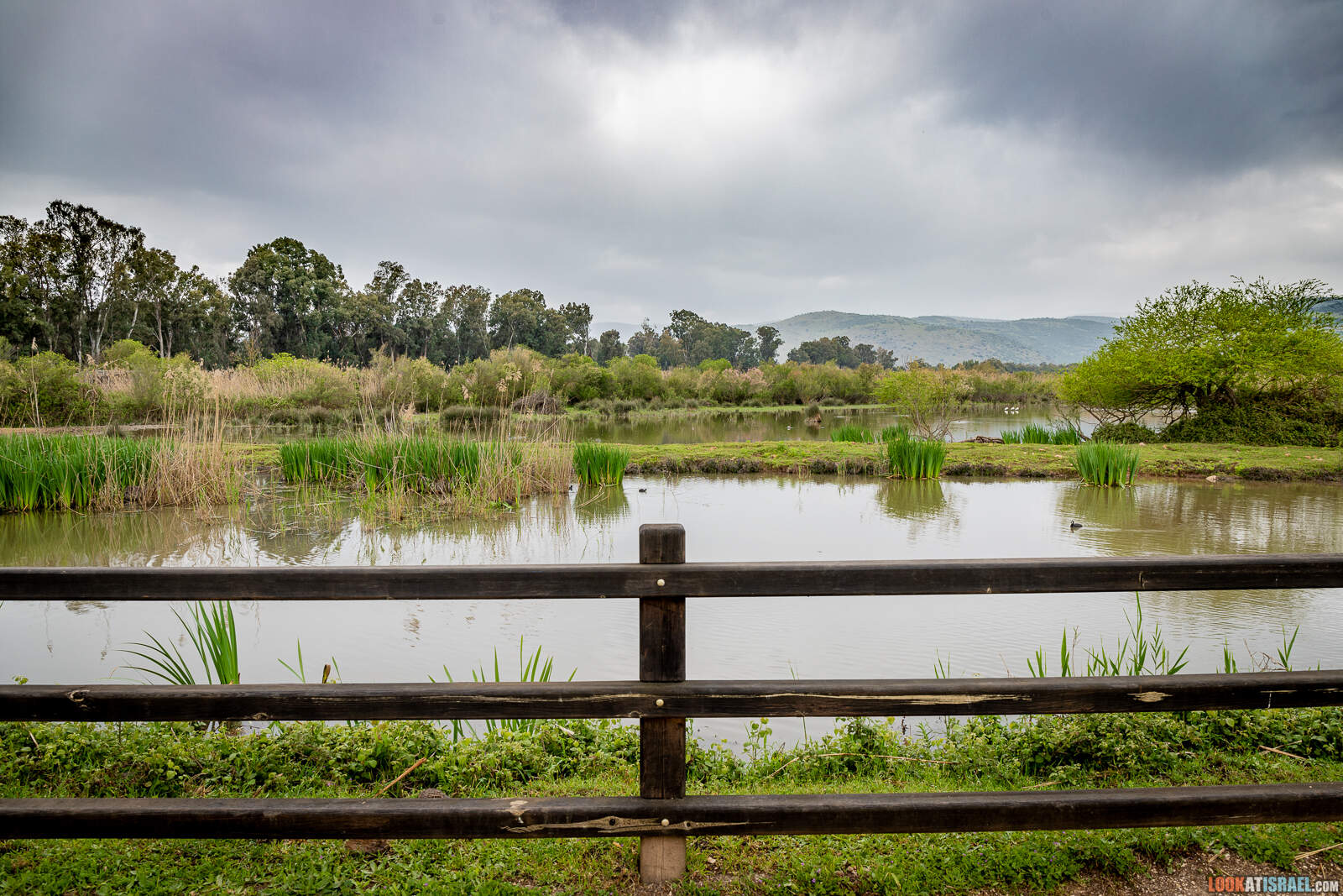 Заповедник а-Хула - Hula nature reserve - שמורת החולה - LookAtIsrael.com - Фото путешествия по Израилю