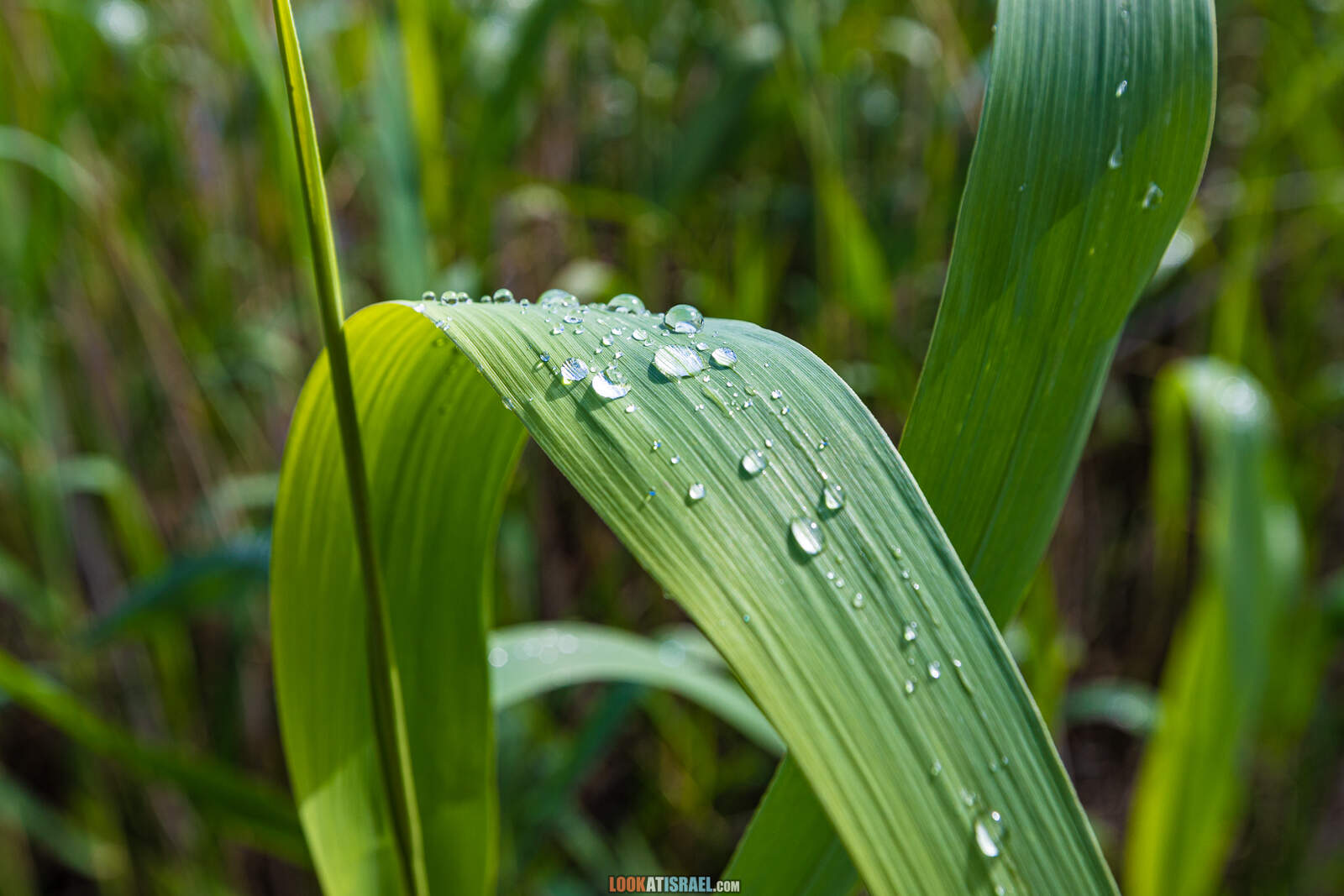 Заповедник а-Хула - Hula nature reserve - שמורת החולה