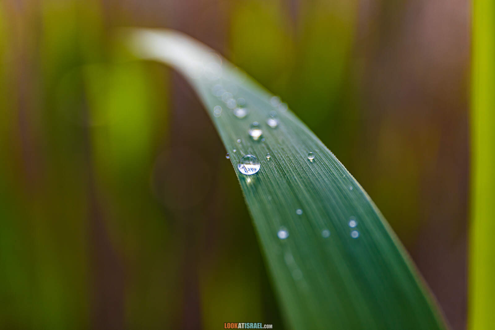 Заповедник а-Хула - Hula nature reserve - שמורת החולה