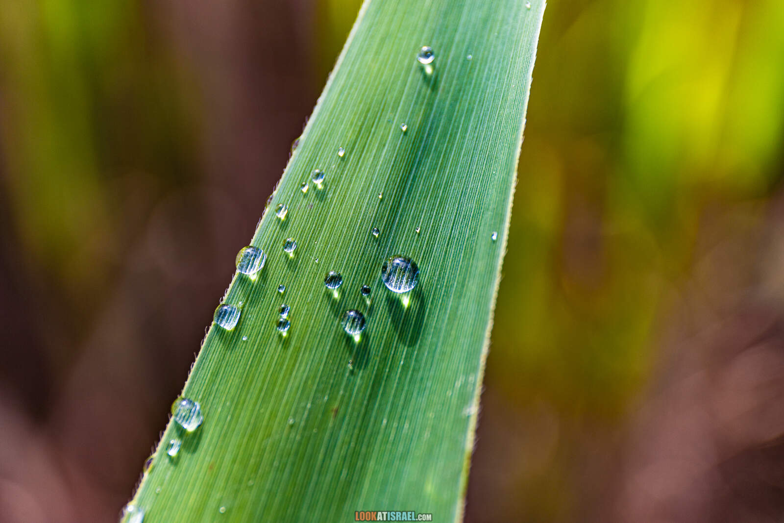 Заповедник а-Хула - Hula nature reserve - שמורת החולה