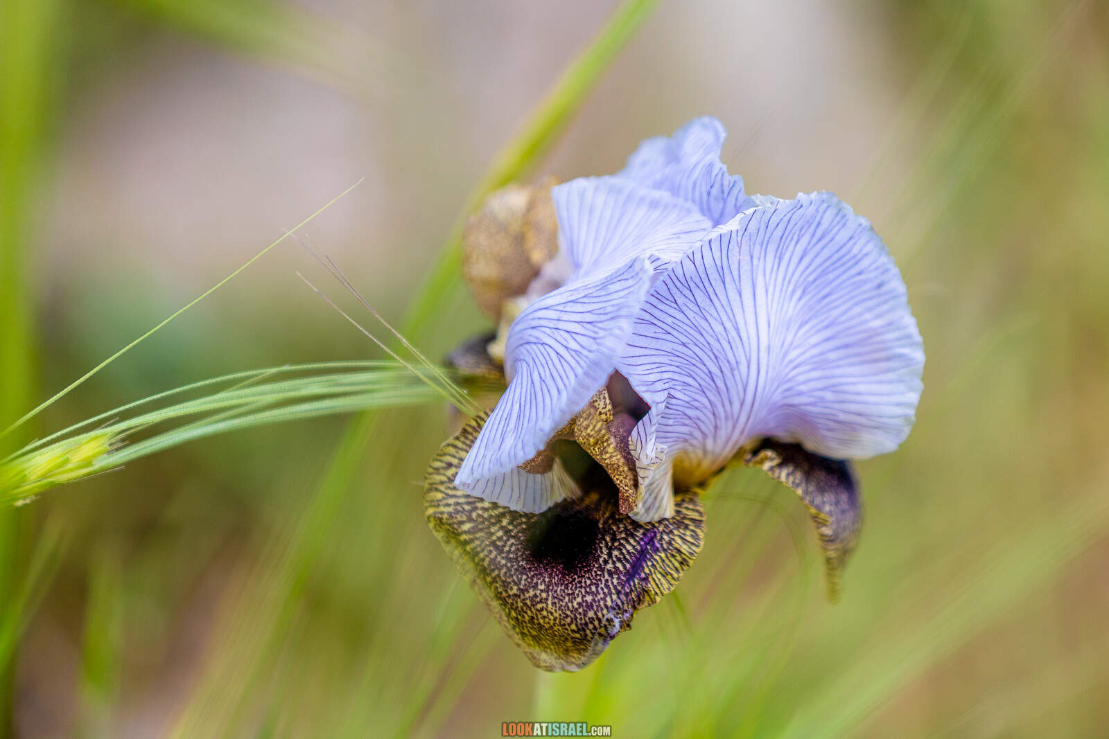 Ирис Хермонский (Голанский) - Iris hermona - אִירוּס הַחֶרְמוֹן או אִירִיס הגולן