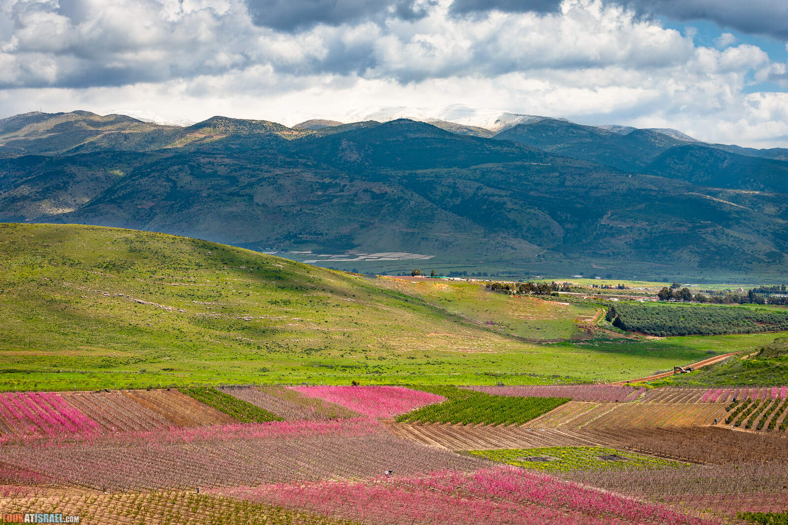 Цветение персиковых деревьев в Галилее и на Голанских высотах
