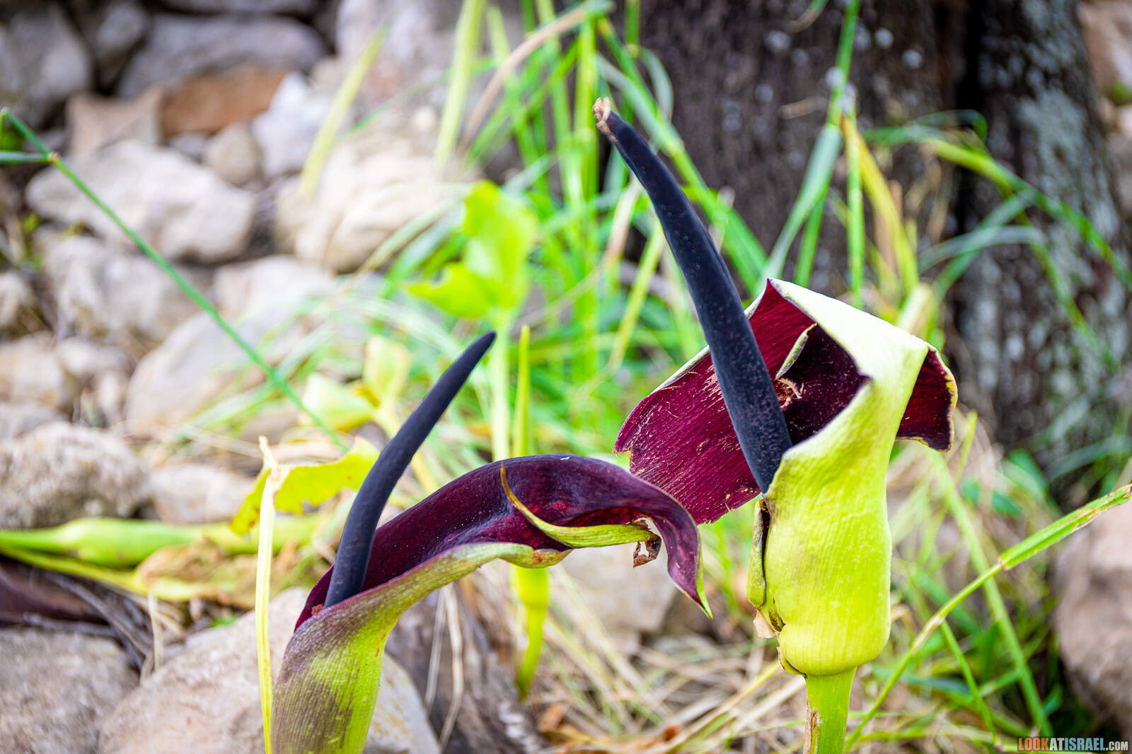 Цветение в Израиле