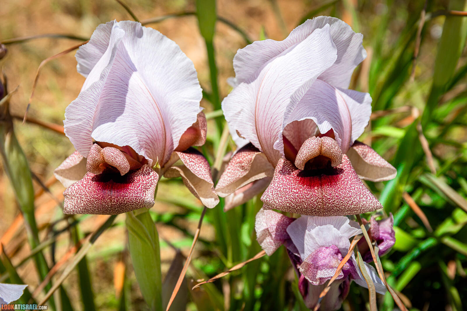 Ирис самарийский - Iris lortetii - אירוס השומרון