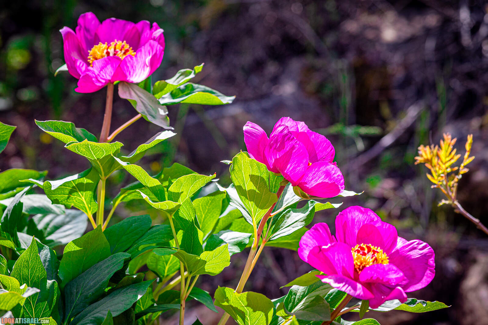 Цветение пионов на горе Мерон - Pions on Mt Meron - אדמונית החור בהר מרון