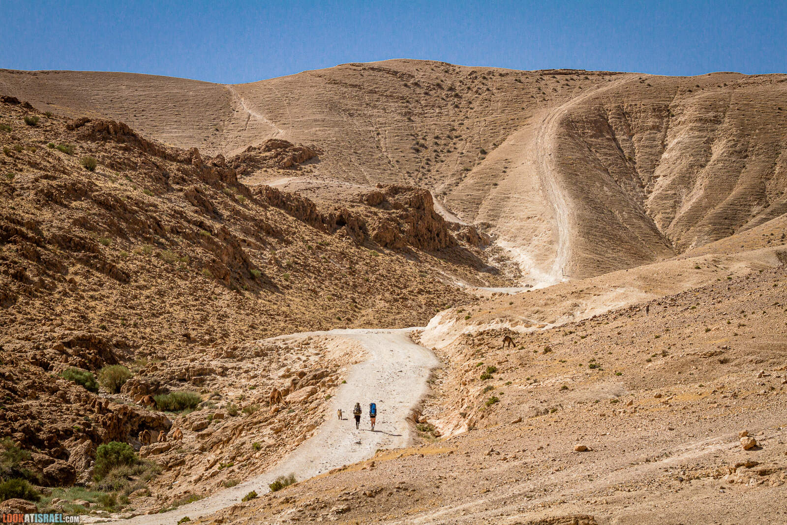 По пустыне на внедорожниках | LookAtIsrael.com - Фото путешествия по Израилю