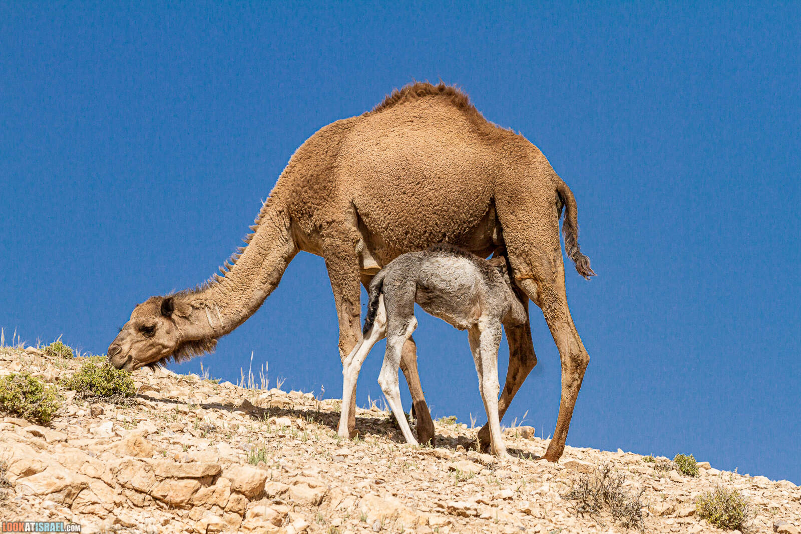 По пустыне на внедорожниках | LookAtIsrael.com - Фото путешествия по Израилю