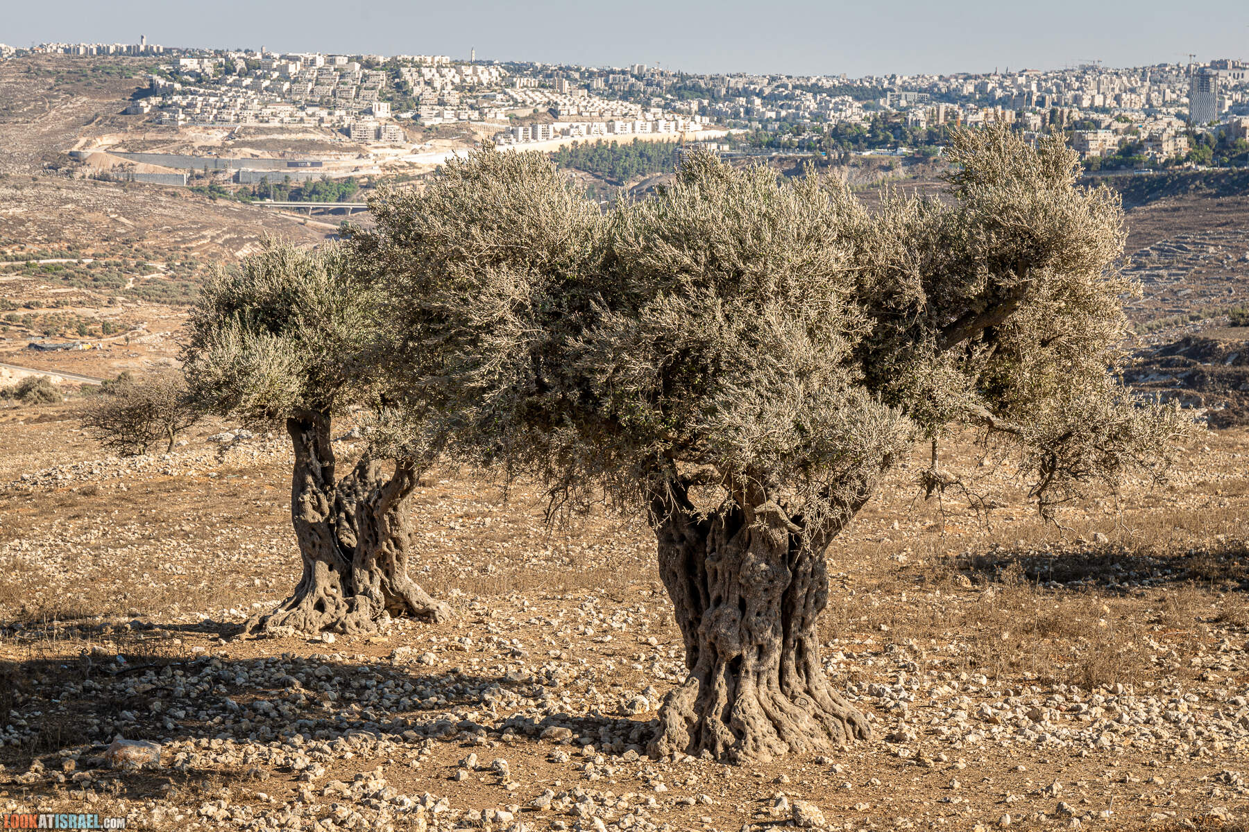 Гробница Пророка Самуила Наби Самуил, Иерусалим