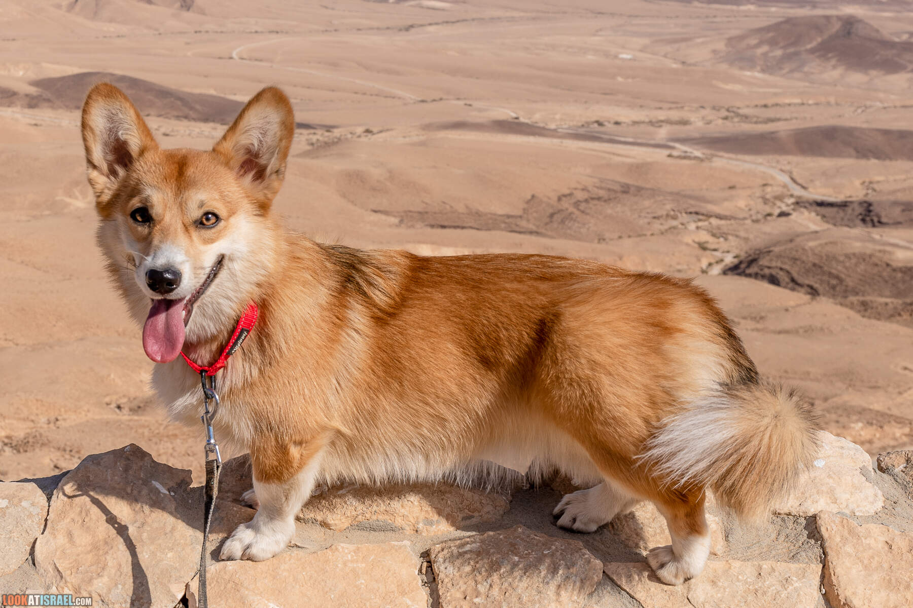 Южная часть дороги 10 вдоль границы с Египтом и Эйлатские горы - гора Берех, нахаль Метек, нахаль Ботем и Ботмим, обратная сторона долины Тимна, гигантские бульбусы в Израиле |  LookAtIsrael.com - Фото путешествия по Израилю