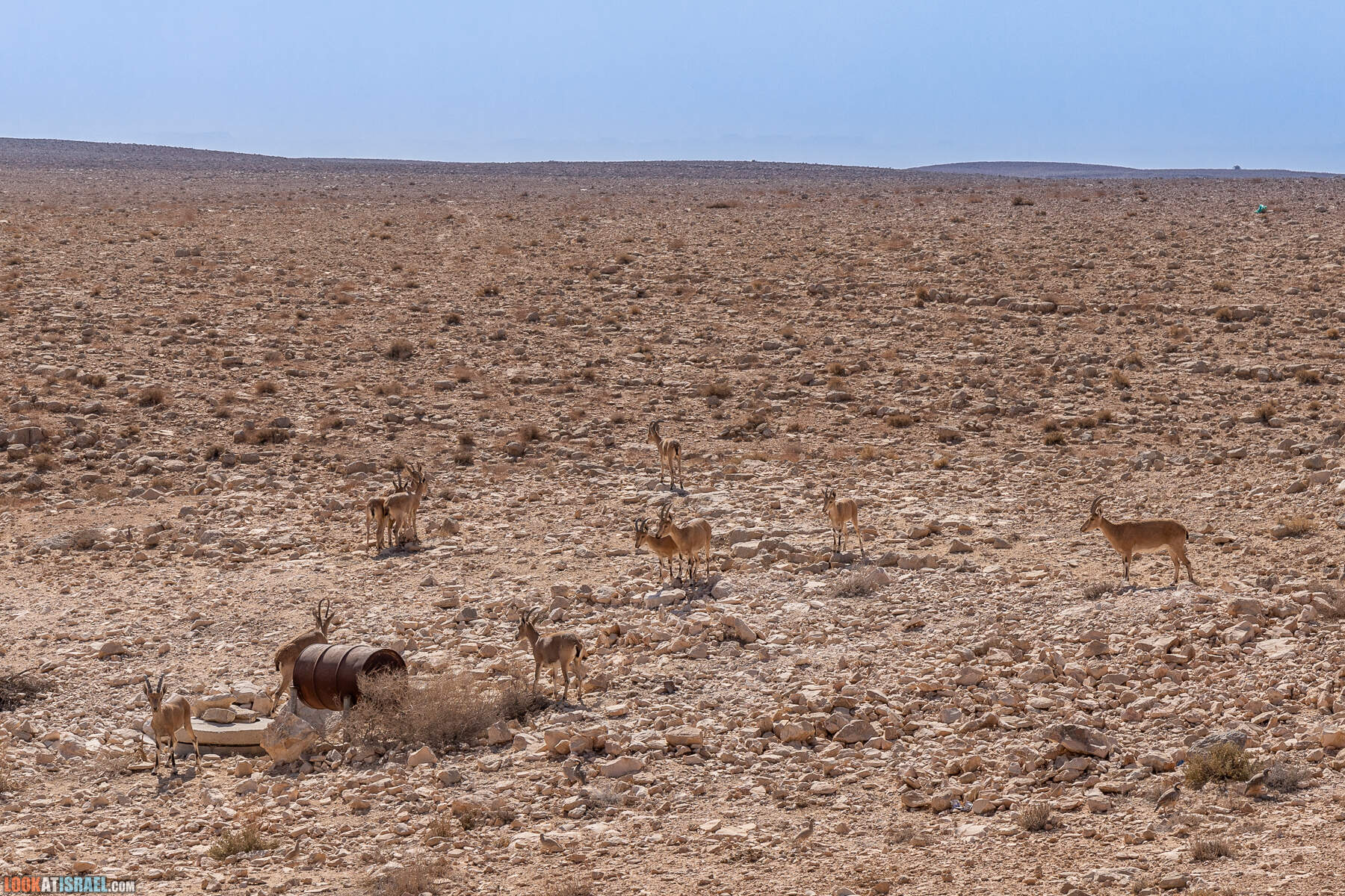 Южная часть дороги 10 вдоль границы с Египтом и Эйлатские горы - гора Берех, нахаль Метек, нахаль Ботем и Ботмим, обратная сторона долины Тимна, гигантские бульбусы в Израиле |  LookAtIsrael.com - Фото путешествия по Израилю