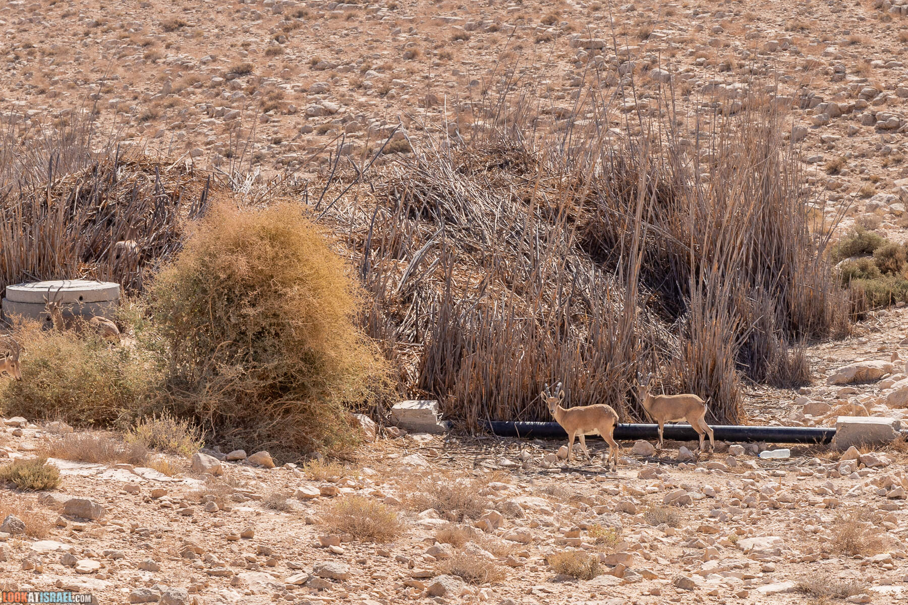 Южная часть дороги 10 вдоль границы с Египтом и Эйлатские горы - гора Берех, нахаль Метек, нахаль Ботем и Ботмим, обратная сторона долины Тимна, гигантские бульбусы в Израиле |  LookAtIsrael.com - Фото путешествия по Израилю