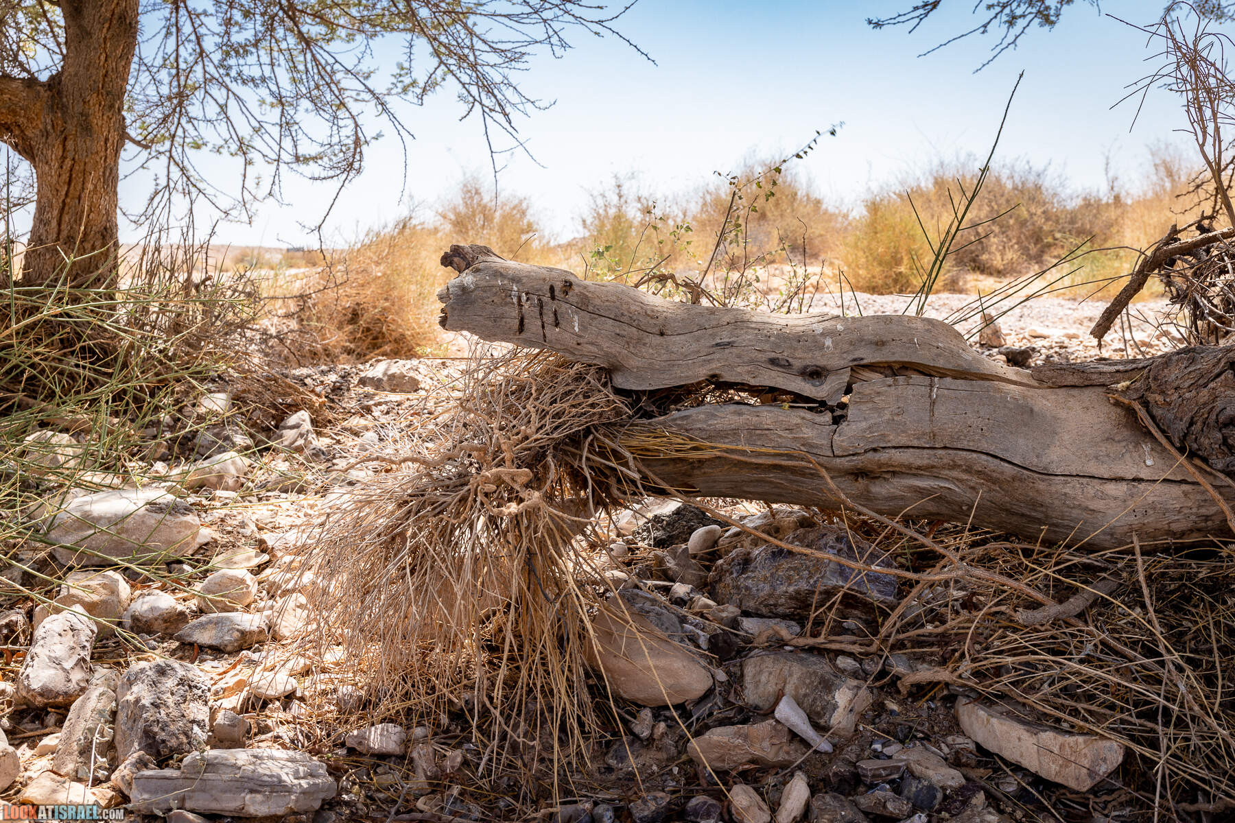 Южная часть дороги 10 вдоль границы с Египтом и Эйлатские горы - гора Берех, нахаль Метек, нахаль Ботем и Ботмим, обратная сторона долины Тимна, гигантские бульбусы в Израиле |  LookAtIsrael.com - Фото путешествия по Израилю