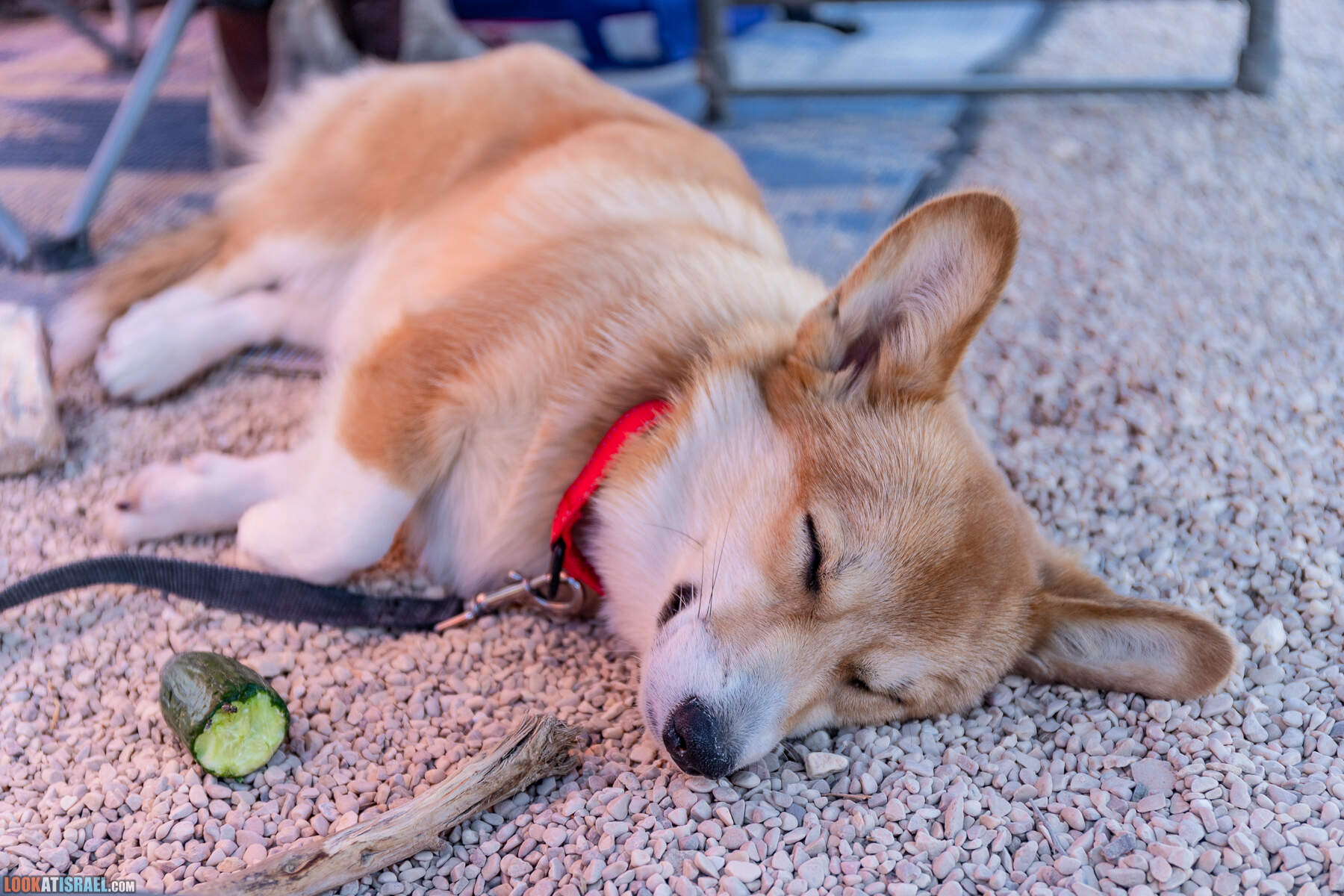 Южная часть дороги 10 вдоль границы с Египтом и Эйлатские горы - гора Берех, нахаль Метек, нахаль Ботем и Ботмим, обратная сторона долины Тимна, гигантские бульбусы в Израиле |  LookAtIsrael.com - Фото путешествия по Израилю