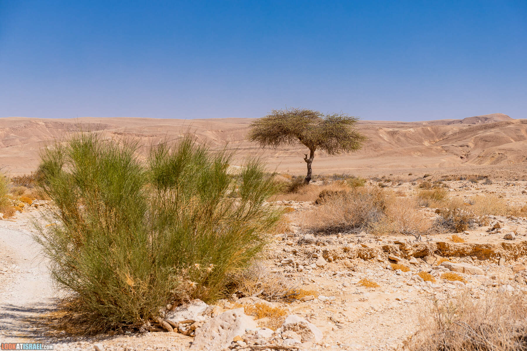 Южная часть дороги 10 вдоль границы с Египтом и Эйлатские горы - гора Берех, нахаль Метек, нахаль Ботем и Ботмим, обратная сторона долины Тимна, гигантские бульбусы в Израиле |  LookAtIsrael.com - Фото путешествия по Израилю