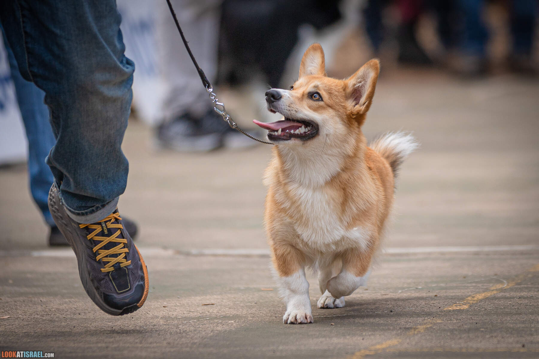 Выставка клуба пастушьих собак - корги кардиган и пембрук, Израиль 2021, eevee корги иви
