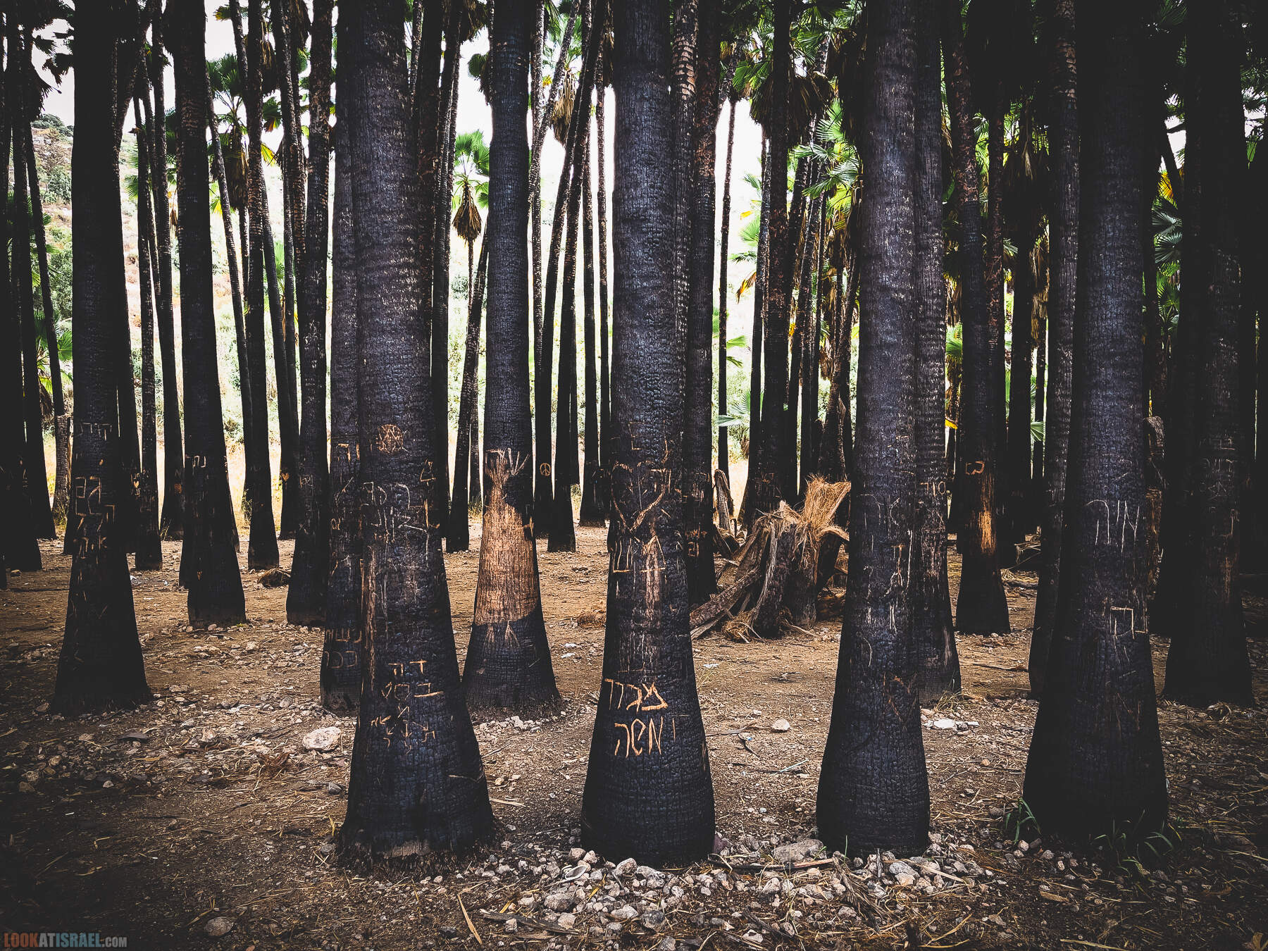 Роща черных (сгоревших) пальм в горах Иерусалима, Черный лес - израильская версия | יער שחור - גירסה ישראלית - חורשת דקלים בירושלים